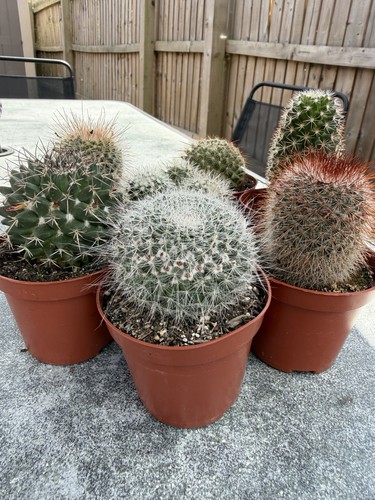 Surprise mammilaria cactus - surprise,