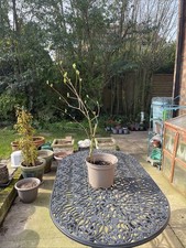 'Sensation' Syringa Vulgaris -