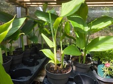 Curcuma / turmeric live plant in 12cm pots