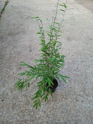 Nitida black pearl potted - nitida,