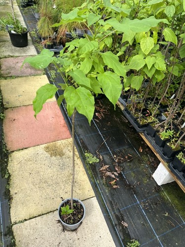 Indian bean tree catalpa - indian,
