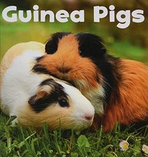 Guinea Pigs (Little Pebble