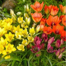 25 Botanical Tulips Bulbs