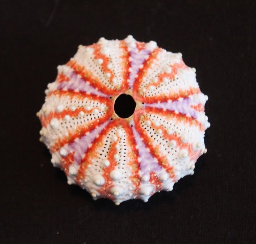 Stunning tropical sea - tropical, urchin