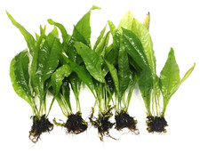 5x Java Fern "Large" Microsorum Pteropus Live Aquarium Plants Fish Tank