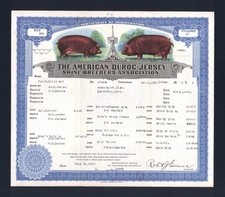 1920 chicago pig - 1920,