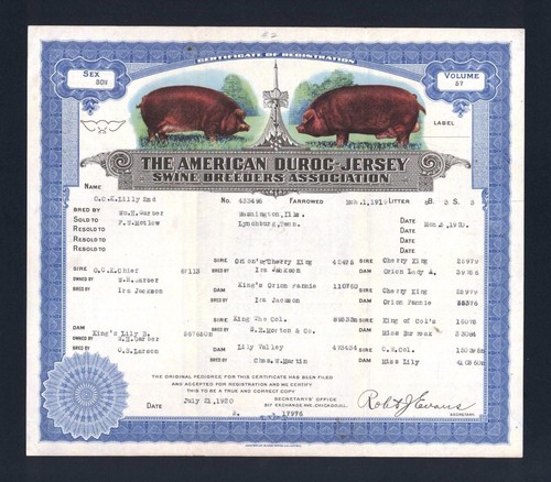 1920 chicago pig - 1920,