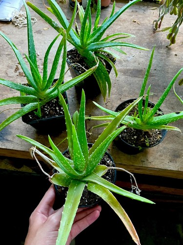 Aloe vera house plant - vera,