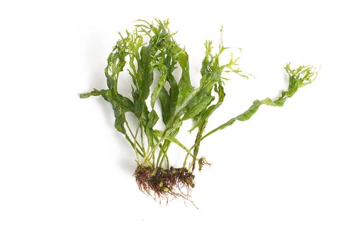 Java fern windelov microsorum - fern, (microsorum