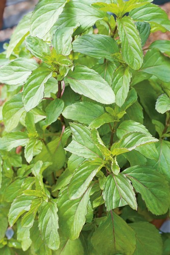 Peppermint seeds 200 fresh - peppermint,