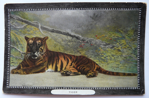Tiger posted 1910 - ,
