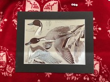 Vintage Mounted Art Print , Birds , Pintail Ducks , C F TUNNICLIFFE