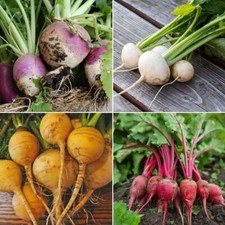 Turnip Seeds - Huge Selection of Varieties