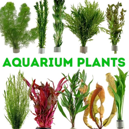 Best quality aquarium live - best,