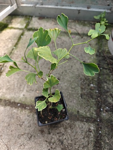 Ginkgo biloba maidenhair - ginkgo,