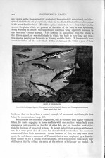 Original Old Antique Print Natural History 1896 Sticklebacks Fish Spiny-Finned