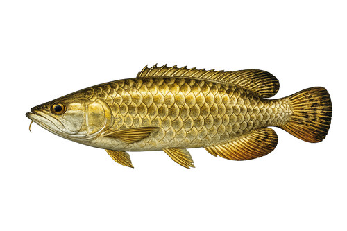 Asian arowana fish self - arowana,