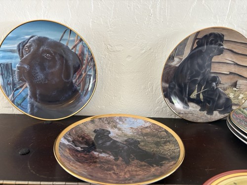 Lot black labrador - 3,