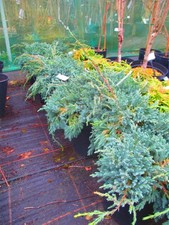 Juniper Blue Carpet -