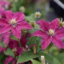 Clematis 'Niobe' - Striking