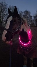 HORSE USG Flashing PINK LED