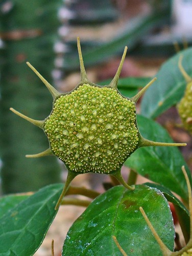 10x dorstenia foetida seeds - foetida,