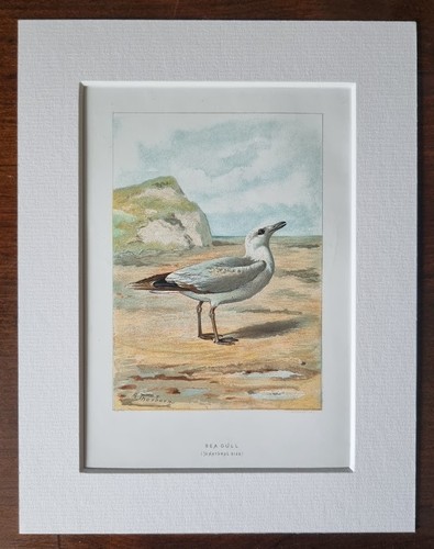 Antique mounted bird print - antique,