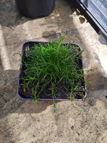 Irish moss garden plants - irish,