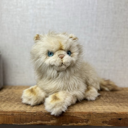 Classics persian cat kitten - persian,