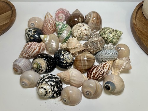 Set hermit crab shells - set,