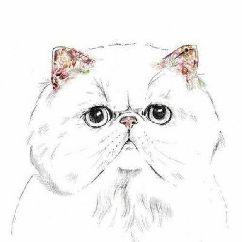Funny cat kitten black white - kitten,