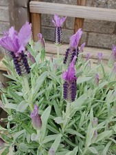 French Lavender Plant in 15cm