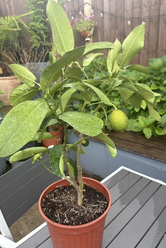 Persian balang citron fruit - persian,