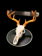 Realistic Whitetail Deer Skull
