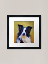 Taj - Border Collie Dog