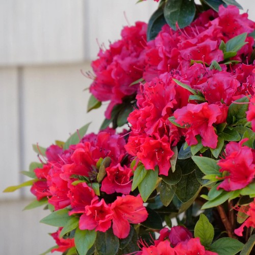 Red ruffle azalea rutheford - azalea, (