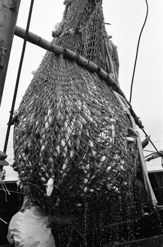 Scenes aboard hull fishing - aboard,