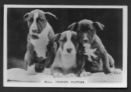 Bull terrier puppies from - bull,