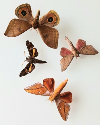 Moth collection set a - set, a2/a-