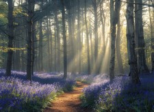 Bluebell Woodland Forest Canvas Picture Print Wall Art