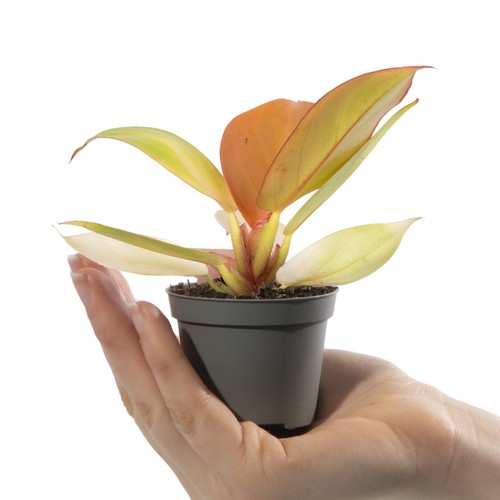 Baby philodendron orange - baby,