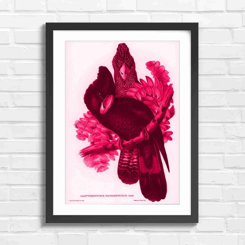 Black cockatoo vintage bird - black,