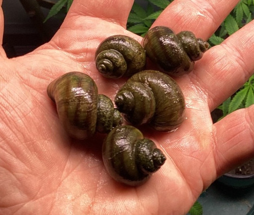 Mystery snails asian ringed - mystery,