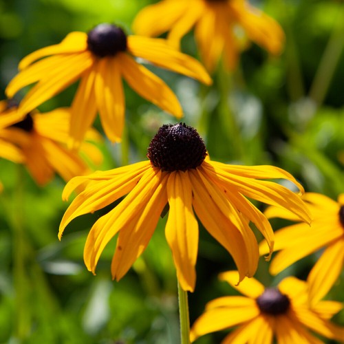 Perennial plant rudbeckia - plant,,