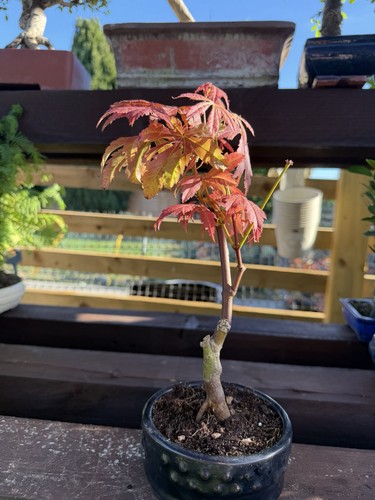 Japanese maple bonsai - japanese,