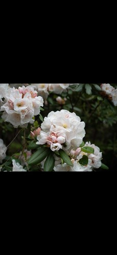 Rhododendron dora - rhododendron, ‘dora