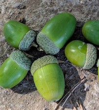 10 Large UK Grown Oak Acorns | Quercus Robar Seeds | English Nature Organic 