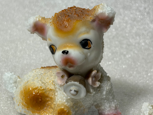 Miniature toy poodle dog - toy,