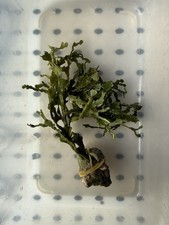 Marine macro algae, halimeda