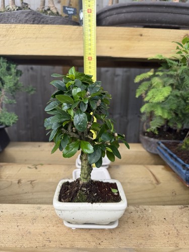 Ficus bonsai tree - bonsai, broadleaf